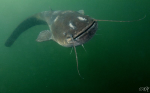 catfish by Veronika Matějková 